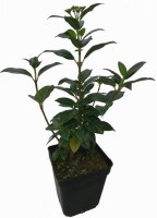 Viburnum_tinus_o_Durillo_M10/Durillo-M10-R-