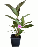 Weigelia en 9x9x9,9 (R2)
