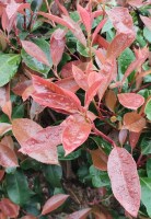 detalle de photinia red robin2