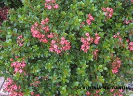 flores de escalonia9