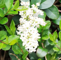 foto flor de aligustre8