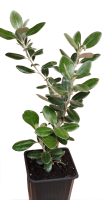olearia planta 14