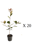 pack 20 photinias