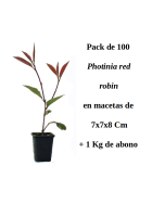 pack de 100 photinias m7