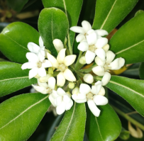 pittosporum tobira flor