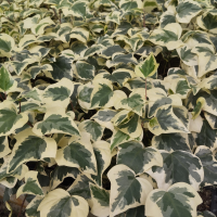 seto de hiedra variegata (R)7