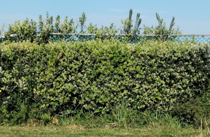 seto de olearia3