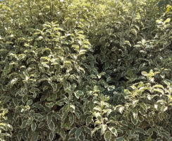 seto de pitoosporum tenuifolium 2 R 4