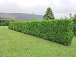 Seto de Thuja plicata Atrovirens