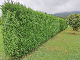 Seto de Thuja plicata Atrovirens (2)
