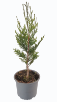 thuja atrovirens R