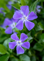 vinca flor 2