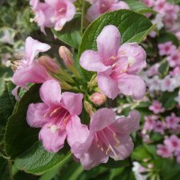 weigela flor 1