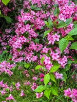 weigela planta 1